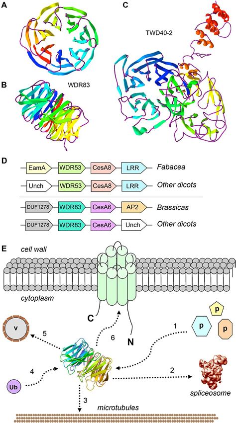 Frontiers Wd Repeat Proteins In Plant Cell Wall Formation Current