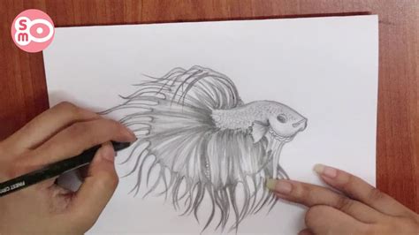 How To Draw A Realistic Betta Fish Step By Step Draw Betta Pencil