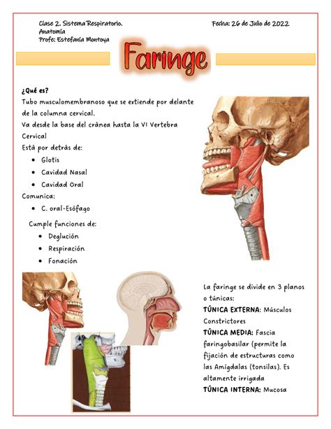 Apuntes Faringe Anatom A Profe Estefan A Montoya Qu Es Tubo