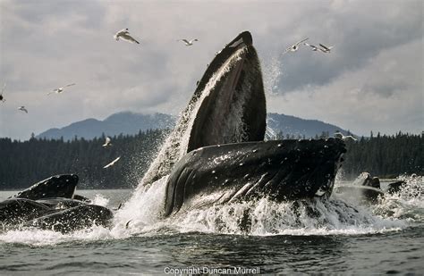 Humpback Whales Megaptera Novaeangliae Cooperative Feeding Using A