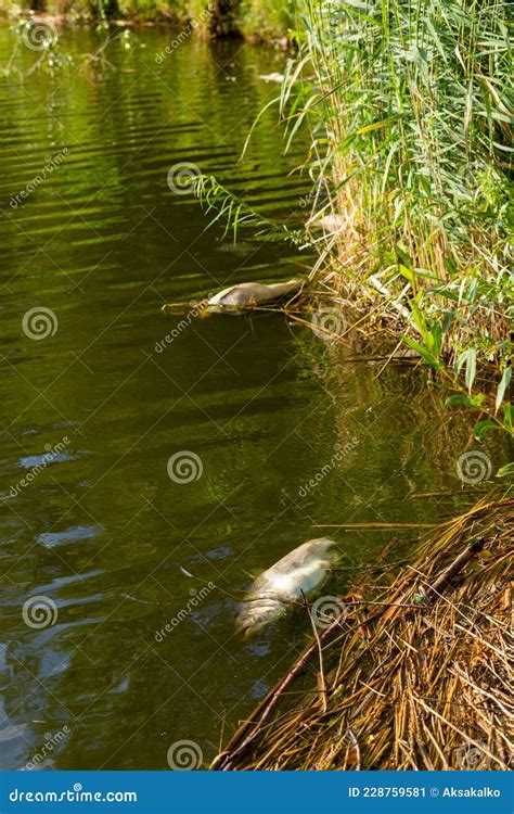 Peixe Podre Morto Em Terra De Lago Poluído Imagem de Stock Imagem de