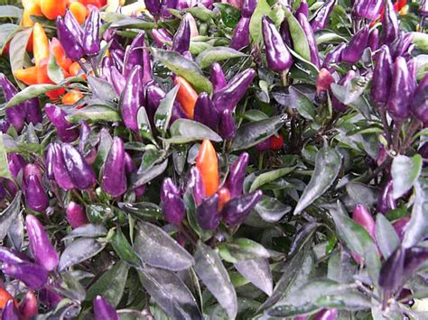 Ornamental Peppers How To Grow And Care For An Ornamental Pepper Plant