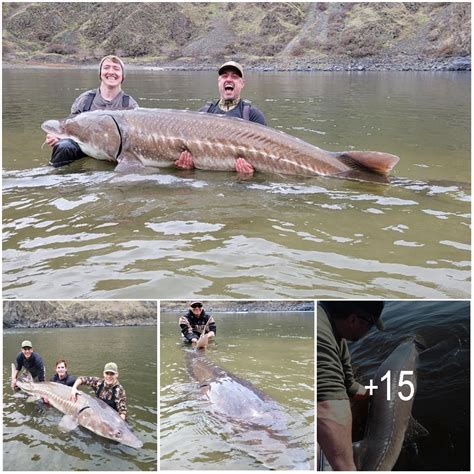 Unprecedented Achievement Year Old Lake Sturgeon Sets Records As