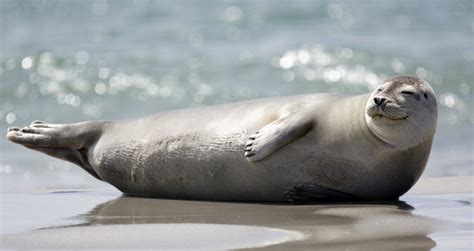 Today I Learned That Seals Do Something Called "The Banana Pose" When ...