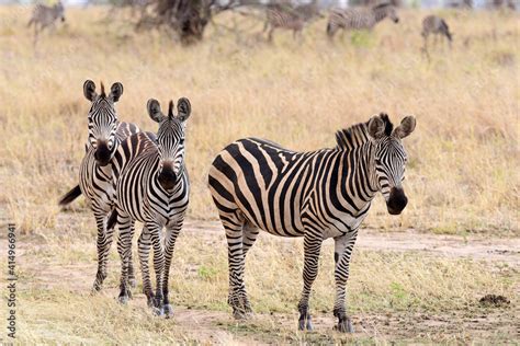 Zebras Im Tarangire Nationalpark In Tansania Stock Photo Adobe Stock