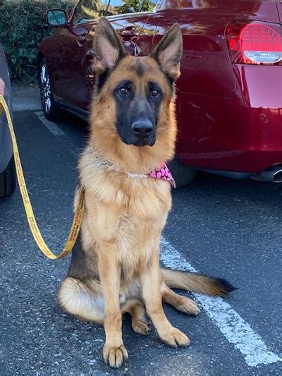 Montana German Shepherd Rescue Of Orange County