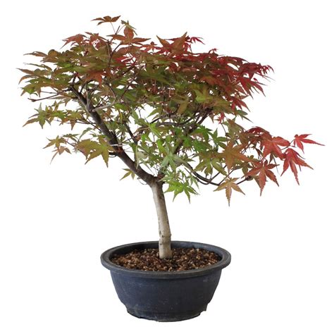 Acer Palmatum Deshojo Bons I Importado De Jap N Garden Rivas