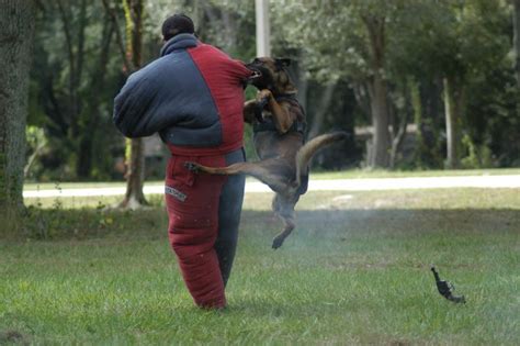 training belgian malinois dog – Pure Malinois