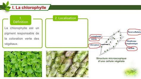 La chlorophylle et la lumière YouTube