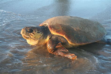 Loggerhead Sea Turtle Alliance