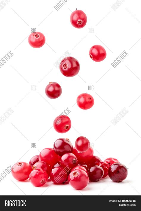 Cranberries Fall On Image And Photo Free Trial Bigstock