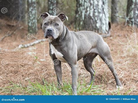 American Pitbull Terrier Mix Puppy L Sanpiero