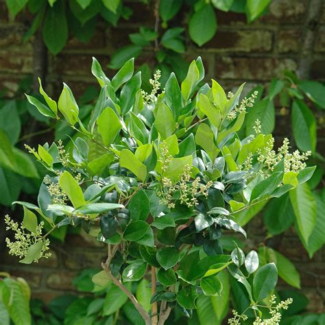 Japanese Privet Trees Are The Pretty Way To Add Garden Privacy Ideal Home