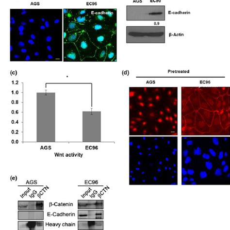 E Cadherin Expression Enhances Cell Proliferation Through The Nuclear