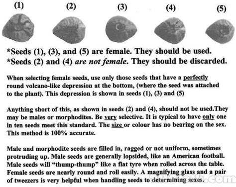 Tell the difference between male and female seeds?