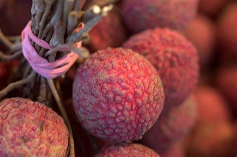 How To Grow Lychee Trees Indoors