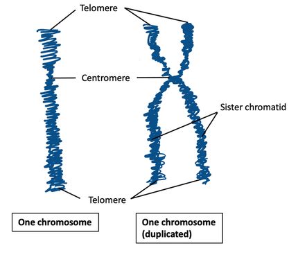 Chromosome | Parts, Structure & Types - Lesson | Study.com