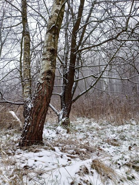 Jlez Poland Natura 808 872 Birches Brzozy Winter In Poland Zima W