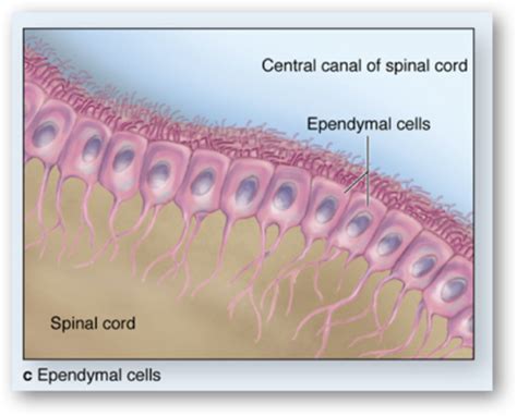 Chapter Nervous System And Tissue Flashcards Quizlet