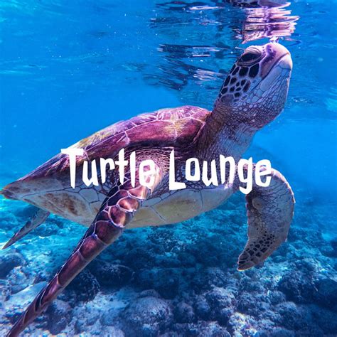 Turtle Lounge Podcast On Spotify