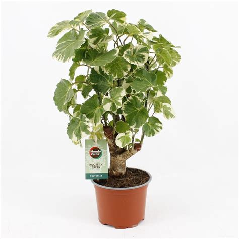 Polyscias Balfouriana Plant Wholesale Floraccess