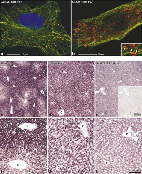 A B Confocal Laser Scanning Micrographs Clsm Of Hepg Cells