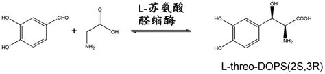 苏氨酸醛缩酶、其编码基因和在屈昔多巴生物合成中的应用的制作方法