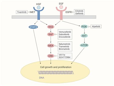 蛋白激酶磷酸酶 调控信号通路、细胞机制 Medchemexpress 技术前沿 生物在线 Lab On Web