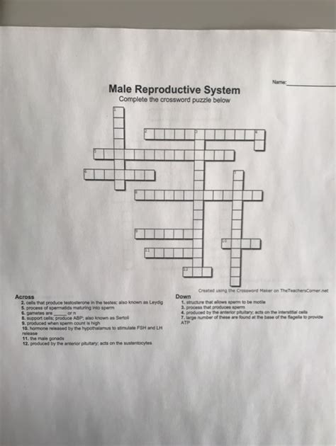 Solved Name Male Reproductive System Complete The Crossword Chegg