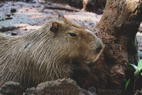 Capybara Hydrochoerus Hydrochaeris En El Zoológico De Ragunan Yakarta