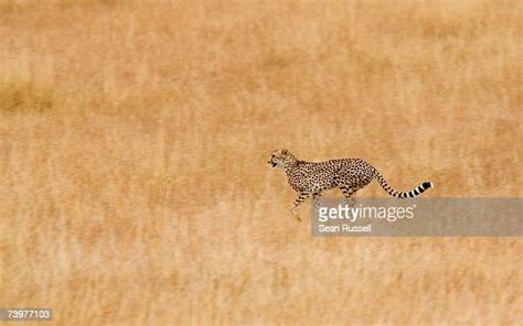 See Spot Run Photos And Premium High Res Pictures Getty Images