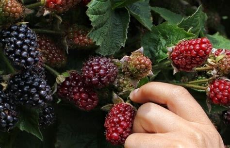 Odmiany jeżyny polecane do uprawy w tunelach foliowych