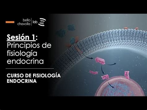 Principios De Fisiolog A Endocrina Youtube