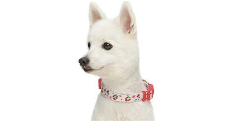 The 11 Best Dog Collars You Can Order Today Purewow