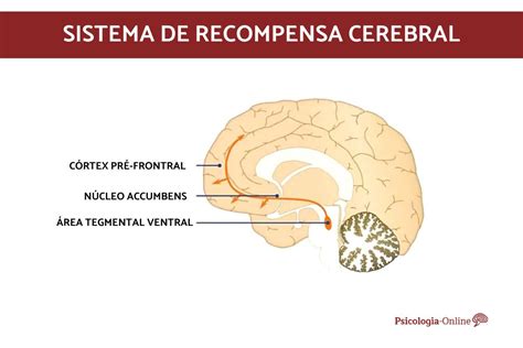 Sistema De Recompensa Cerebral O Que E Como Funciona