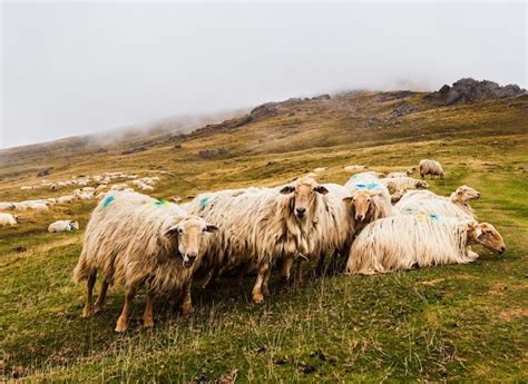 Premium Photo A Flock Of Sheep French Pyrenees