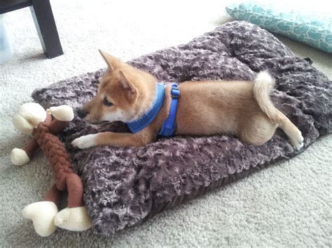 My Baby Gourry The Day We Brought Him Home Shetland Sheepdog Sheltie