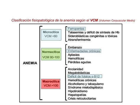 Tema 4 Fisiopatología De La Anemia