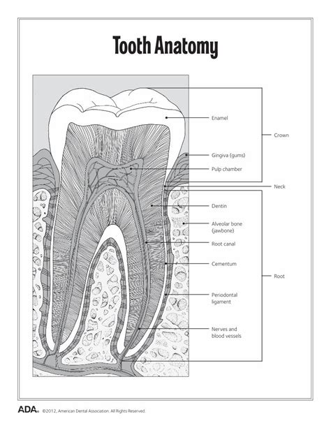 Pdf Oral Health Worksheets Media Mouthhealthy · Tooth Anatomy Enamel Neck Crown