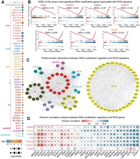 Wtap Regulates The Production Of Reactive Oxygen Species Promotes