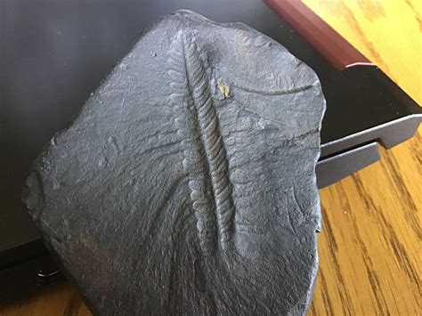 Best Fossil Island Images On Pholder Fossilid No Fee AC And Fossil Porn