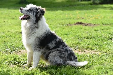 Chien Border Collie Speed racer Du Mas Ensoleillé