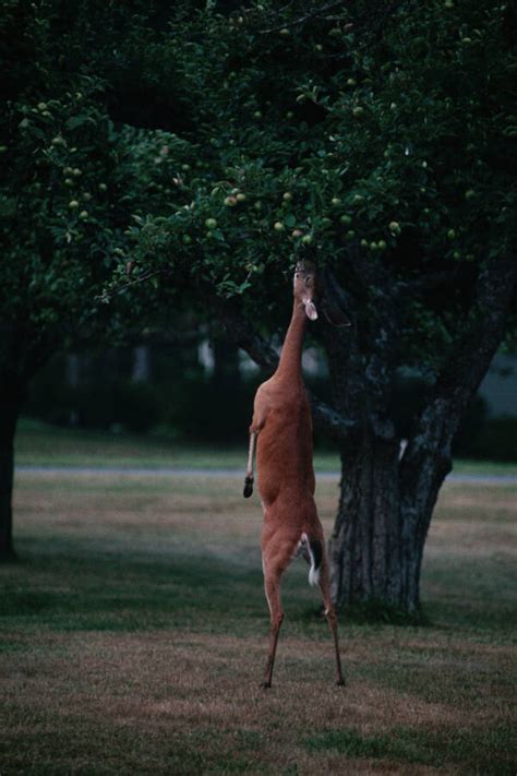 Meet The Fresno Nightcrawler The Cryptid That Looks Like A Pair Of