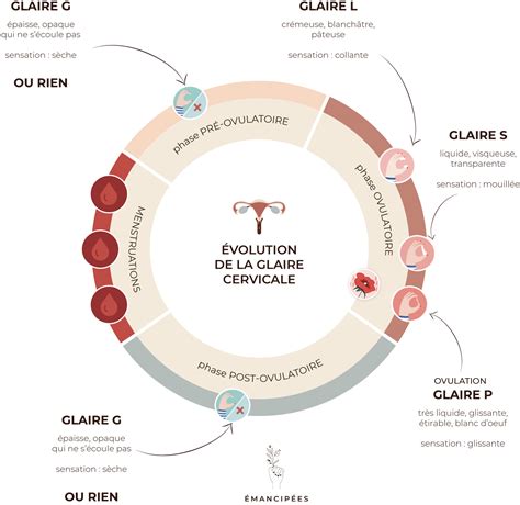 Glaire cervicale et stérilet au cuivre tout ce que vous devez savoir