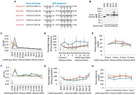 A Schematic Representation Of Wild Type And Mutant Human Angptl