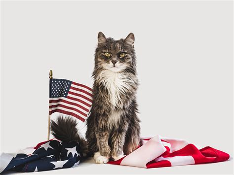 Some Cats Are Born On The 4th Of July Others Are Just Proud To Have A