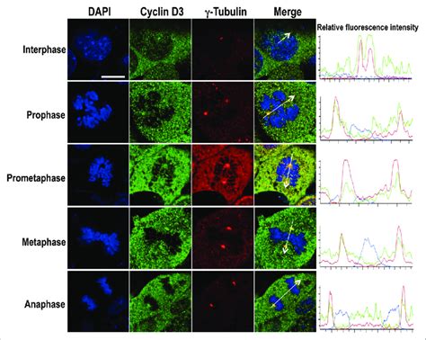 Cyclin D3 Is Localized On The Centrosome During Mitosis MLe Cells 2 X