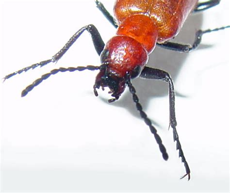 Red Blister Beetle Lytta Nitidicollis Bugguide Net