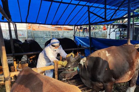 Polrestro Jaktim Periksa Kesehatan Hewan Kurban Di Lapak Pedagang