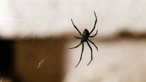 First Aid For Australian Spider Bites | The First Aid Nest